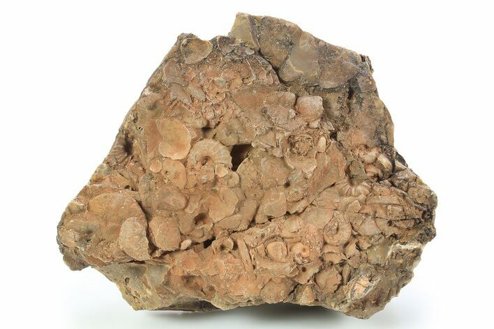 Detailed Jurassic Ammonites in Rock - Morocco #295328